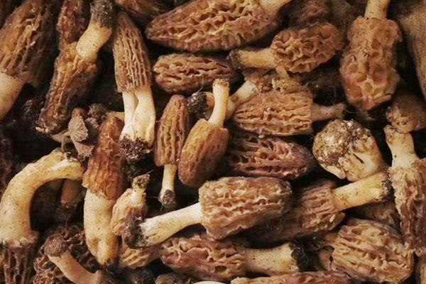 羊肚菌的桿莖能吃嗎，羊肚菌是發(fā)物嗎