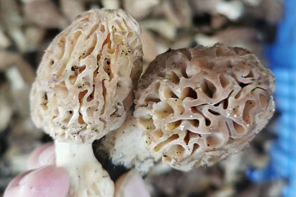 羊肚菌豬肚雞湯熱量高嗎