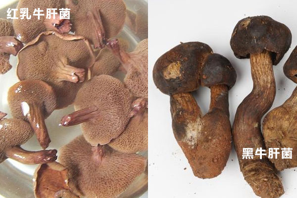 紅乳牛肝菌與牛肝菌的區(qū)別，牛肝菌煮熟后是紅色