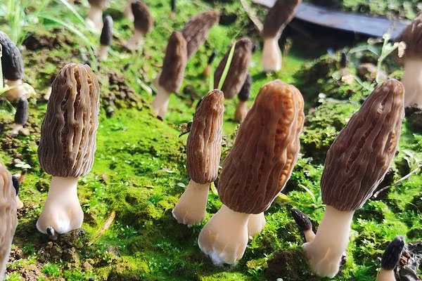 羊肚菌含雌激素嗎，羊肚菌含維生素B12嗎