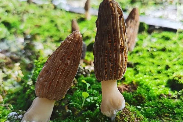 羊肚菌適合老人吃嗎