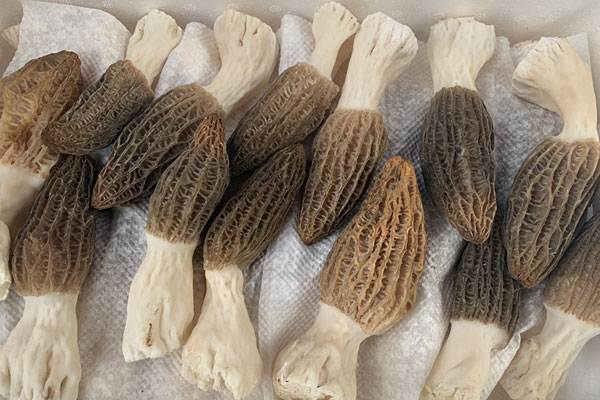 新鮮羊肚菌的挑選方法