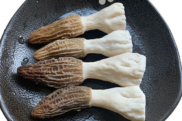 羊肚菌有降血壓的功效嗎，骨折有傷口可以吃羊肚菌嗎