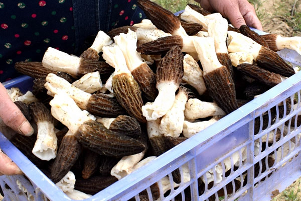 女人吃羊肚菌的好處