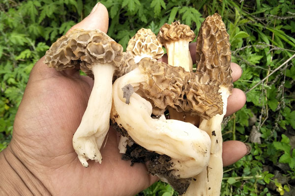 腦出血康復(fù)期間可以吃羊肚菌嗎，羊肚菌心臟不好能吃嗎