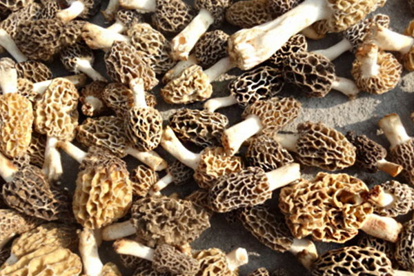 羊肚菌好不好消化，羊肚菌可以調(diào)理腸胃嗎
