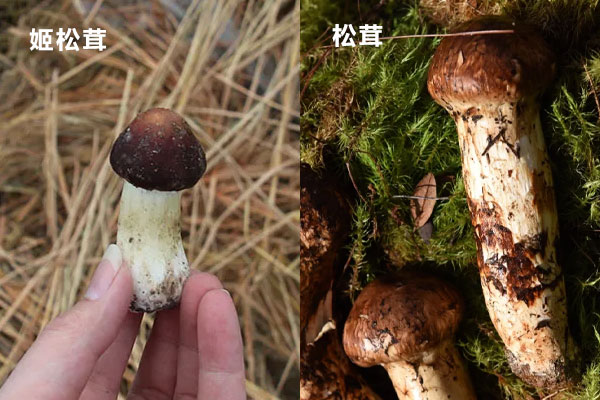 姬松茸和松茸有哪些區(qū)別 姬松茸和松茸有哪些區(qū)別
