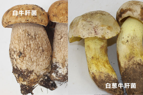 白牛肝菌和白蔥牛肝菌是同一種東西嗎 白牛肝菌和白蔥牛肝菌是同一種東西嗎