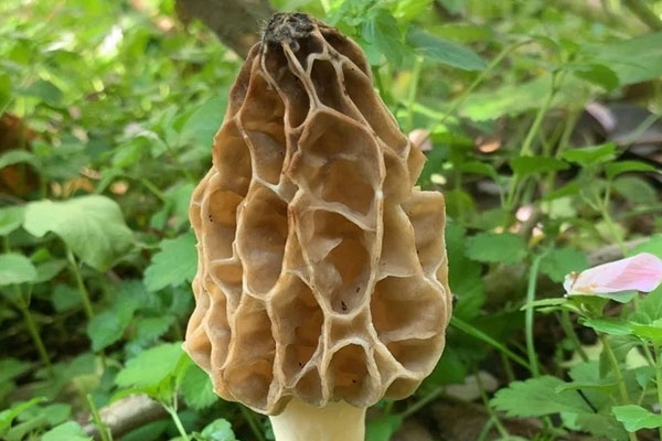 羊肚菌大小和功效作用有關(guān)系嗎