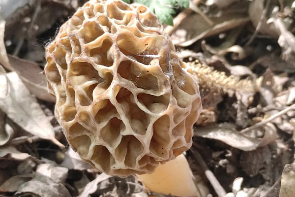 羊肚菌生長環(huán)境要求，夏天吃羊肚菌好嗎