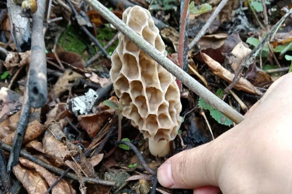 新鮮羊肚菌的采摘方法