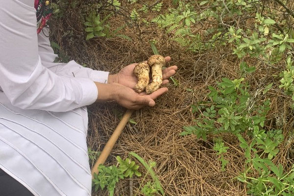 松茸草酸含量高嗎，松茸含鉀是否很高