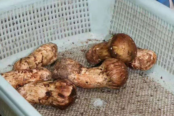 皮肌炎能吃松茸嗎，宮外孕手術(shù)后可以吃松茸嗎