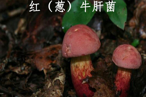 牛肝菌一切就發(fā)綠，牛肝菌發(fā)綠了還能吃嗎