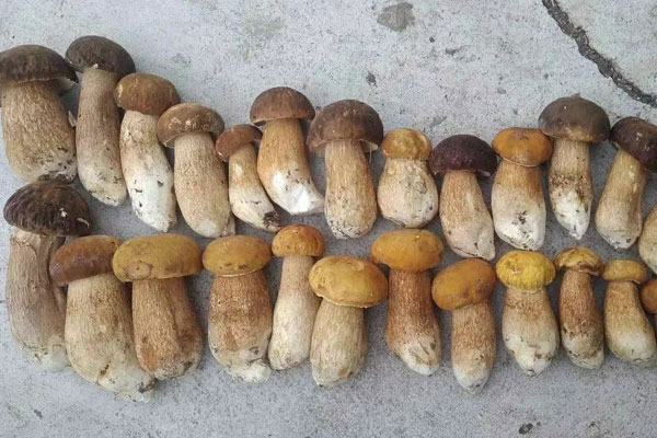白、黃、黑牛肝菌哪個好吃 白、黃、黑牛肝菌哪個好吃