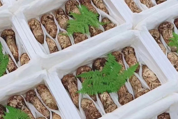 香格里拉的松茸為什么好