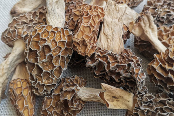 羊肚菌用冷水泡發(fā)有沒(méi)有影響