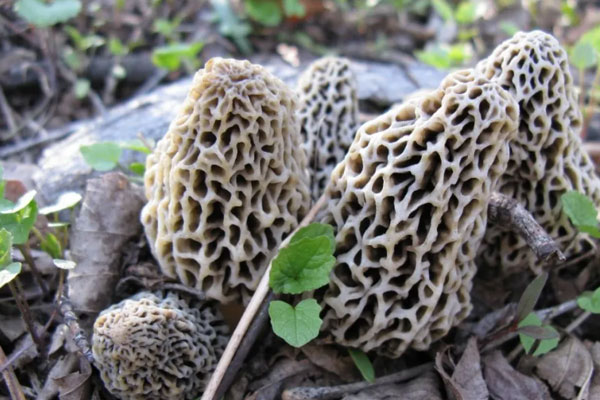 我國(guó)什么時(shí)候開(kāi)始種植羊肚菌
