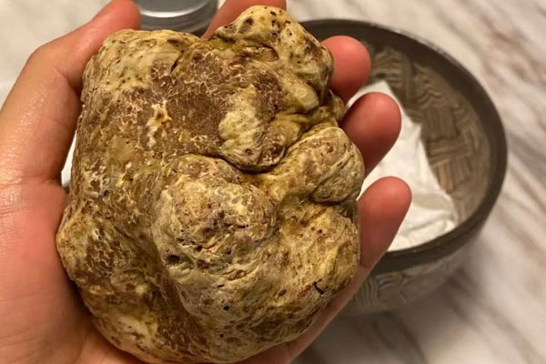 白松露能人工養(yǎng)殖嗎，云南馬屁泡是松露嗎