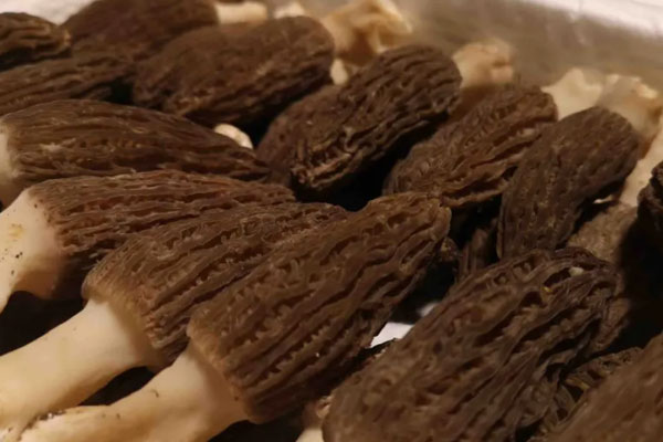 羊肚菌花膠海參煲雞的營(yíng)養(yǎng)價(jià)值 羊肚菌花膠海參煲雞的營(yíng)養(yǎng)價(jià)值