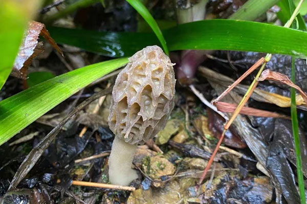 胃潰瘍能吃羊肚菌嗎，有痔瘡可以吃羊肚菌嗎