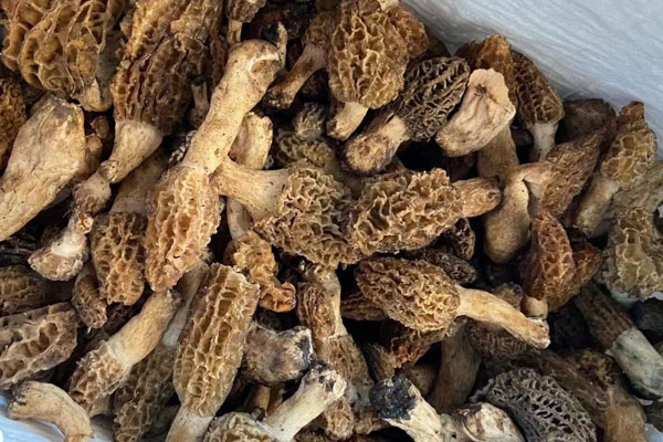 羊肚菌圓頂好還是尖頂好