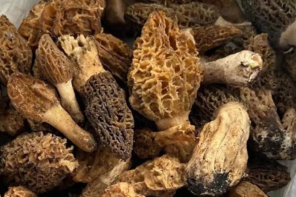 皮炎可以吃羊肚菌嗎，拉肚子可以吃羊肚菌嗎