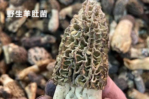 野生羊肚菌分布在我國哪里