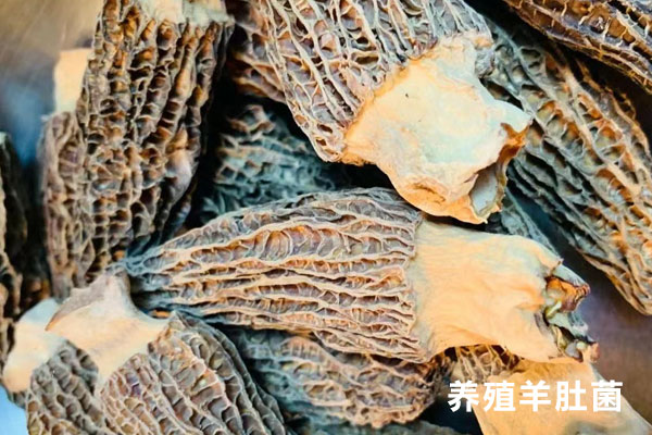 養(yǎng)殖羊肚菌有營養(yǎng)嗎，羊肚菌大小有什么區(qū)別