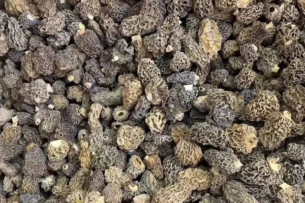 羊肚菌大小的區(qū)別