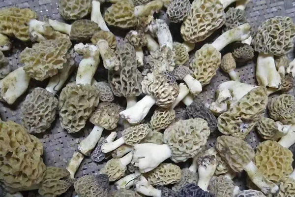 羊肚菌越小越好嗎，羊肚菌的個頭跟價格有關系嗎