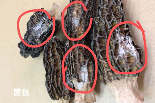 羊肚菌發(fā)霉了還能吃嗎