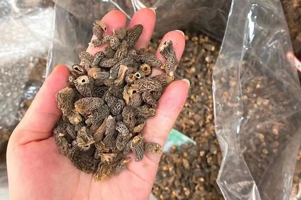 羊肚菌芡實(shí)川芎湯的食用禁忌 羊肚菌芡實(shí)川芎湯的食用禁忌