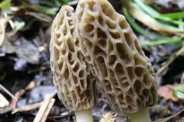 羊肚菌為什么這么貴，野生羊肚菌能吃嗎