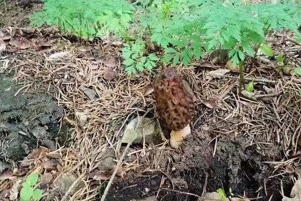 野生羊肚菌可以吃嗎