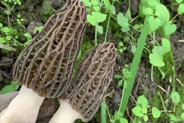羊肚菌包菜炒臘肉的營養(yǎng)價(jià)值 羊肚菌包菜炒臘肉的營養(yǎng)價(jià)值