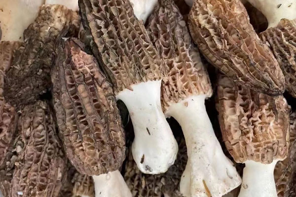 面癱可以吃羊肚菌嗎，老年人可以吃羊肚菌嗎