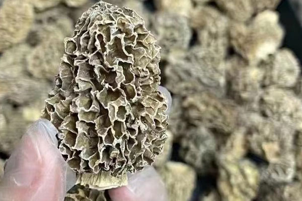 老年人能吃羊肚菌嗎