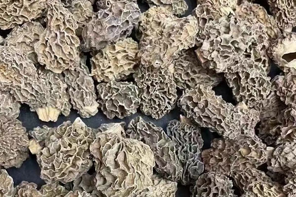 心臟支架手術(shù)后可以吃羊肚菌嗎