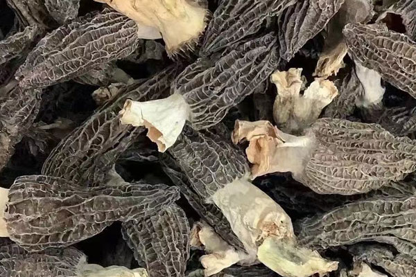 羊肚菌樣子丑功效一樣嗎，春羊肚菌和秋羊肚菌的區(qū)別