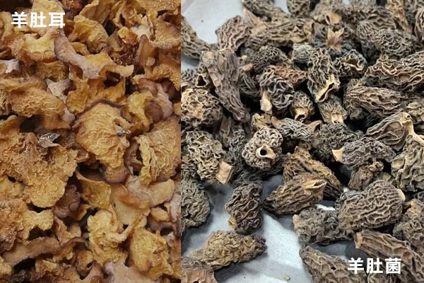 羊肚耳和羊肚菌的區(qū)別，羊肚菌能放冰箱保存嗎