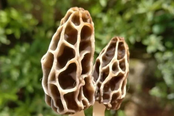 羊肚菌菌絲怕凍嗎，羊肚菌喜氧嗎