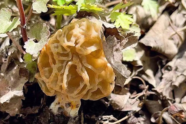 新鮮羊肚菌可以冷凍保存嗎，羊肚菌速凍可以保存多久