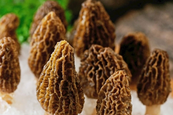 羊肚菌腐竹黨參湯的營養(yǎng)價(jià)值 羊肚菌腐竹黨參湯的營養(yǎng)價(jià)值