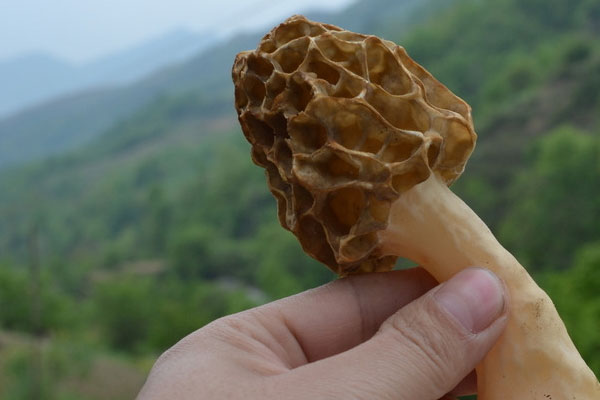 云南人吃羊肚菌的做法 云南人吃羊肚菌的做法