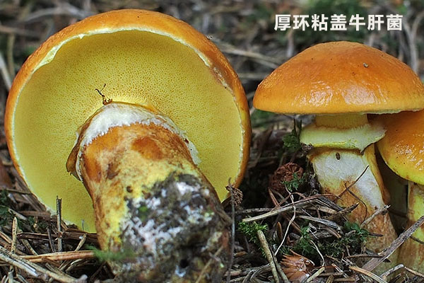 厚環(huán)粘蓋牛肝菌能吃嗎 厚環(huán)粘蓋牛肝菌能吃嗎