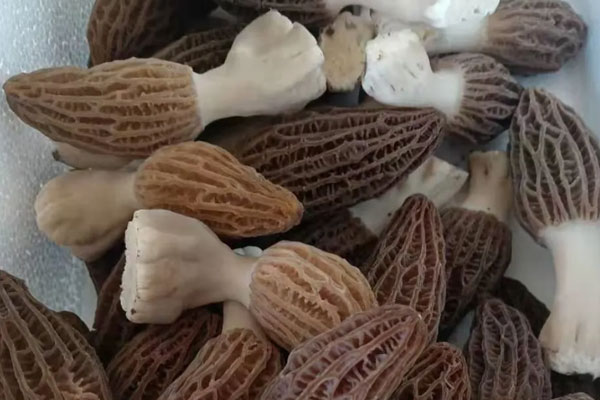 萵筍炒羊肚菌的功效作用 萵筍炒羊肚菌的功效作用