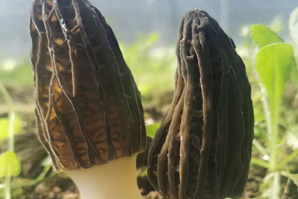 新鮮羊肚菌幾月份有，秋天是不是有野生秋羊肚菌