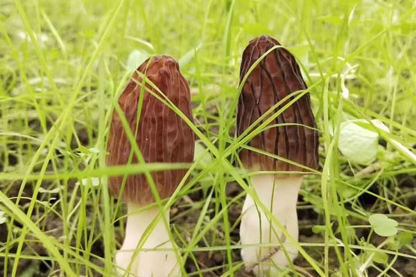 秋天的羊肚菌能吃嗎，羊肚菌秋天的好還是春天的好