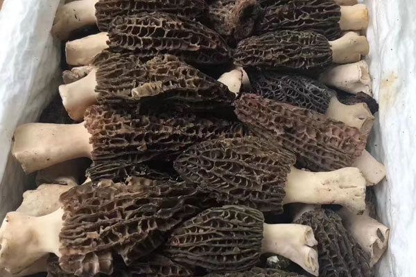 產(chǎn)后多久可以吃羊肚菌，做了人流可以吃羊肚菌嗎